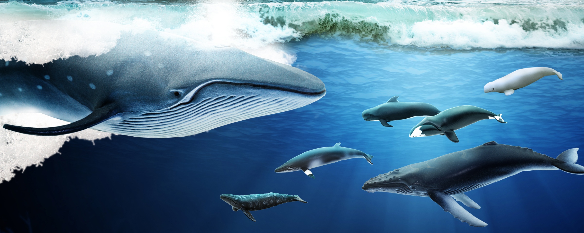 23 июля- Всемирный день китов и дельфинов. Климовская детска