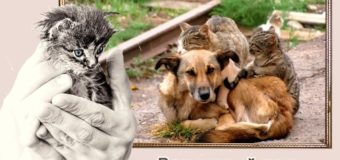 Виртуальный урок «Всемирный день бездомных животных»