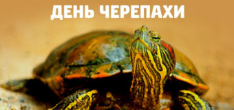 Всемирный день черепахи