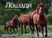 Лошади бывают разные