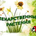 Зелёная аптека Зелёная аптека