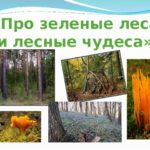 Про зелёные леса и лесные чудеса Про зелёные леса и лесные чудеса