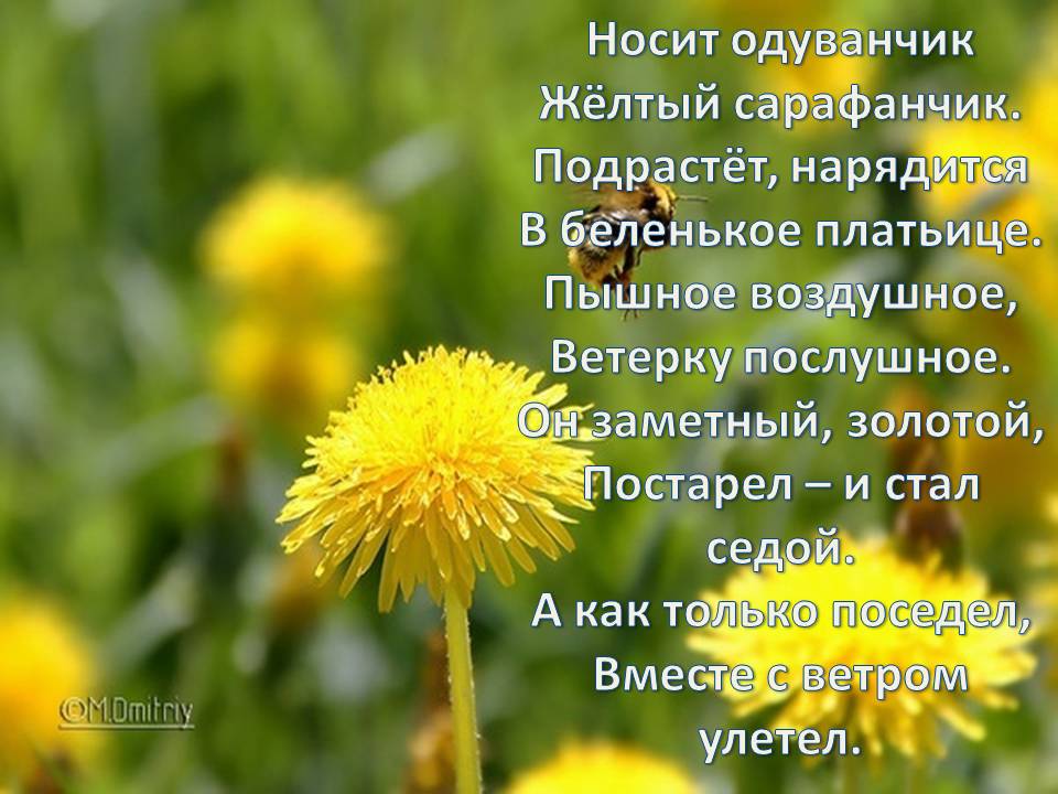 Есть слово желтый. Одуванчик желтый сарафанчик. Стихотворение про одуванчик. Одуванчик для детей. Стих про одуванчик для детей.