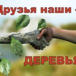 Друзья наши – деревья Друзья наши – деревья