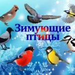 Не робей, воробей! Не робей, воробей!