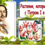 Растения, которые пришли с Петром I в Россию