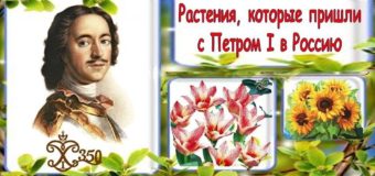 Растения, которые пришли с Петром I в Россию