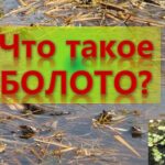 Что хорошего в болоте? Что хорошего в болоте?