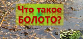 Что хорошего в болоте?